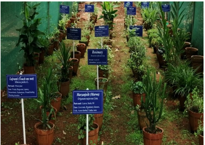 Medicinal Herbal Garden at Tulsiramji Gaikwad-Patil College of Pharmacy